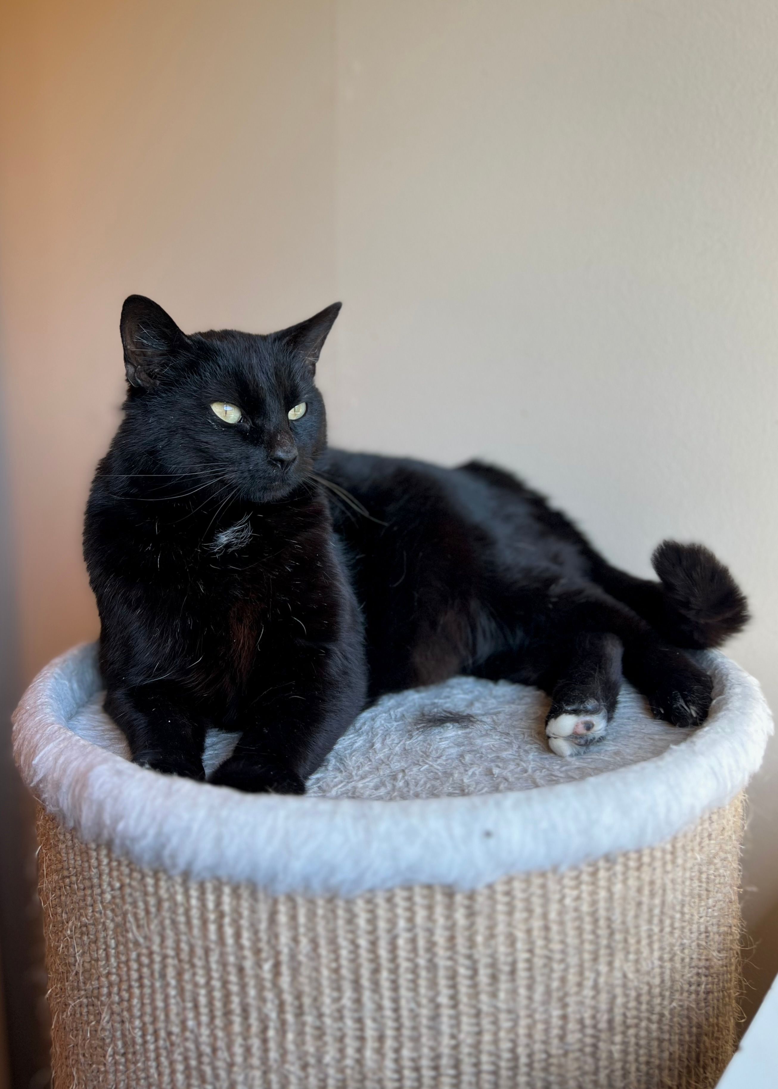 Bonzo