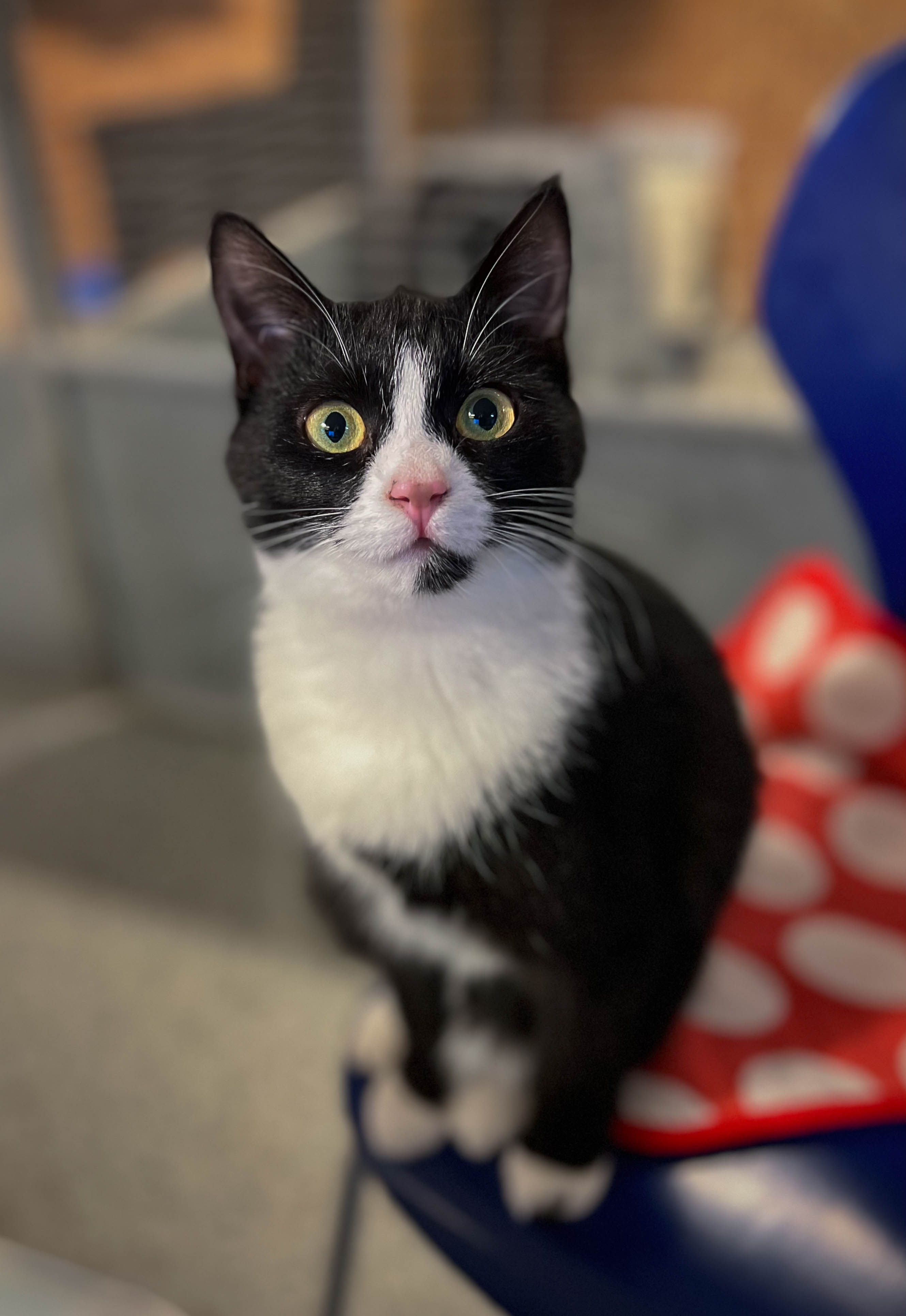 Minnie