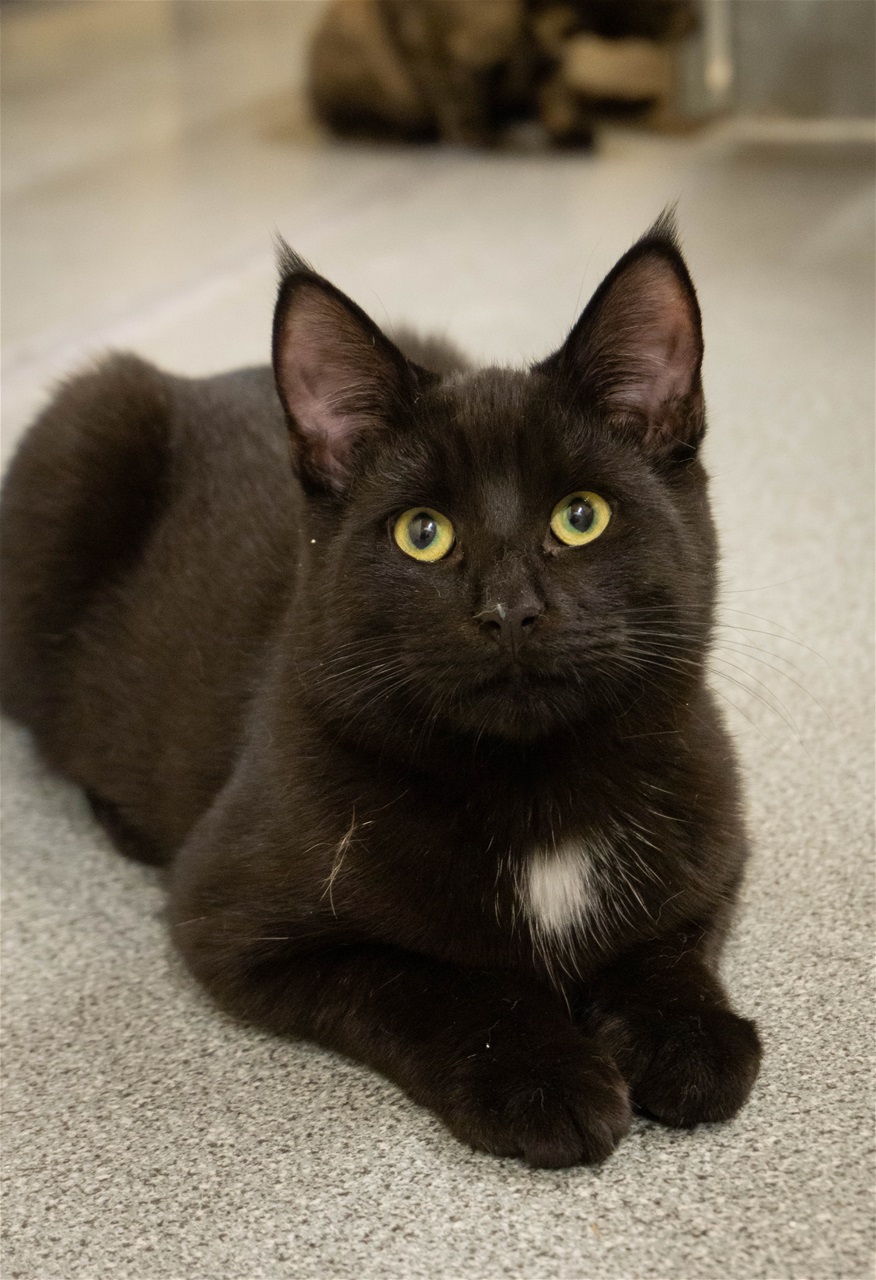 Lurifax